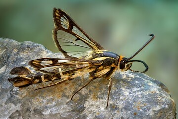 wasp on a leaf