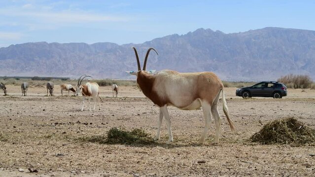 Antelope scimitar horn Oryx (Oryx leucoryx). Due to danger of extinction, the species was introduced from Sahara and adopted in nature reserves of the Middle East