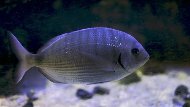 White seabream (Diplodus sargus), also known as the sargo underwater in sea