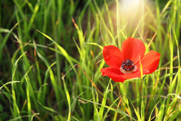 Obraz premium photo of red poppy in the green field at sun light