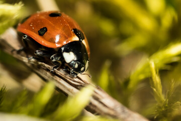 ladybug on a branch macro