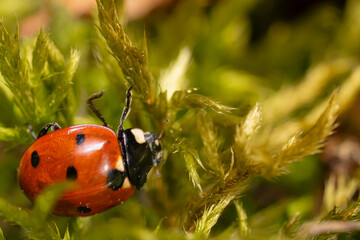 ladybug on grass close-up