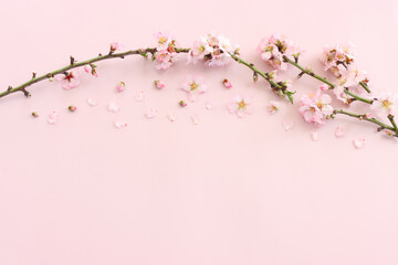 image of spring white cherry blossoms tree over pink pastel background