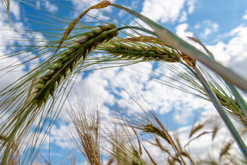 Selective Focus On Wheat Ear.Close up of ripe wheat ears against beautiful sky with clouds.spikelet of wheat on a field on a farm against the backdrop of a blue sky.With Selective Focus on the Subject