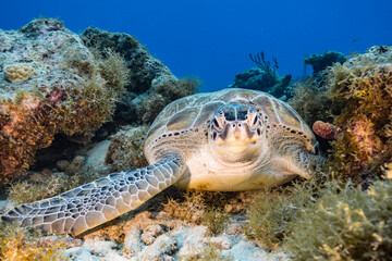 Seascape with Green Sea Turtle in the coral reef of Caribbean Sea, Curacao