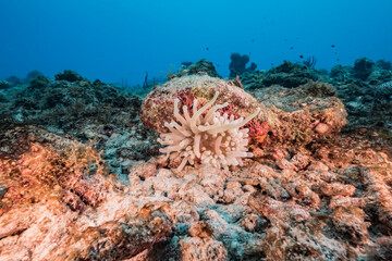 Seascape with Sea Anemone in the coral reef of Caribbean Sea, Curacao