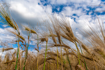 Selective Focus On Wheat Ear.Close up of ripe wheat ears against beautiful sky with clouds.spikelet of wheat on a field on a farm against the backdrop of a blue sky.With Selective Focus on the Subject