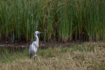 Little Egret in Flight in the early morning sunshine in South France La Rochelle 