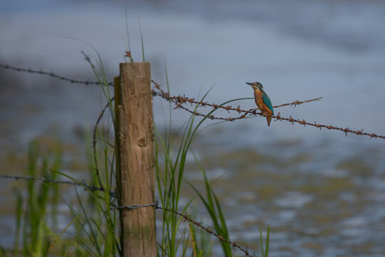 Common Kingfisher on a Barb Fire Fence Post in Scotland 