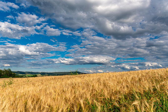 Field of wheat, the land of Bavaria.