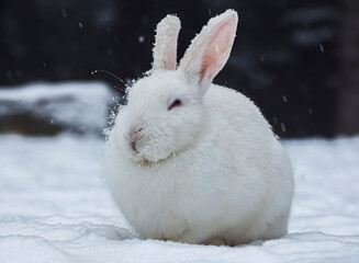 white rabbit in the snow, rabbit in winter