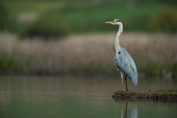 Grey Heron sat alert among the reid beds.