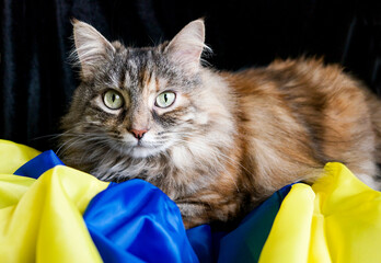 portrait of a cat wih Ukrainian flag