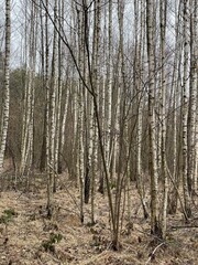 Fototapeta premium forest in autumn