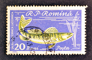 Cancelled postage stamp printed by Romania, that shows Zander (Lucioperca lucioperca), circa 1960.