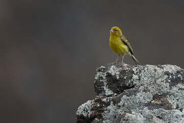 Yellow Canary posing on a rock