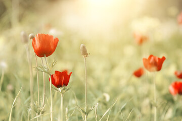 Fototapeta na wymiar photo of red poppy in the green field at sun light