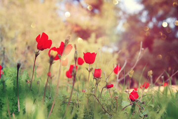 Naklejka premium photo of red poppy in the green field at sun light