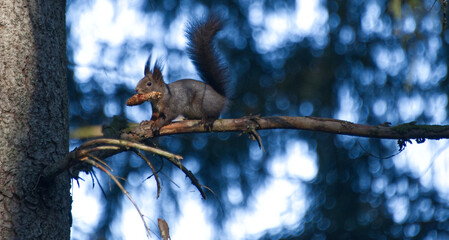 Squirrel with cone on a tree branch in a dark fir forest.