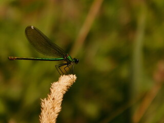 insects