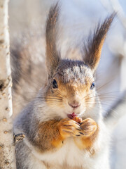 The squirrel with nut sits on tree in the winter or late autumn. Portrait of the squirrel close-up
