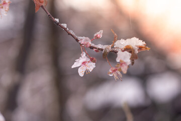 Delicate white cherry blossoms covered with snow in early spring.