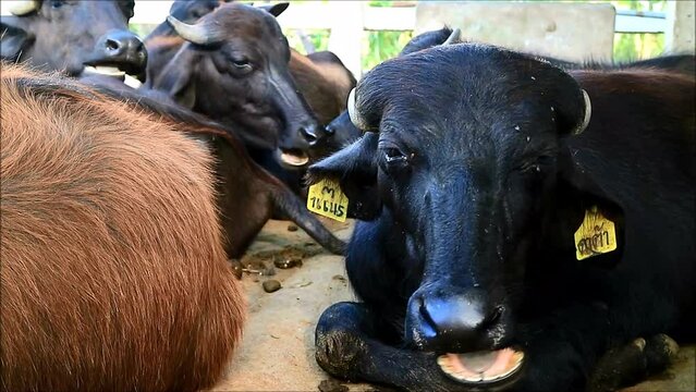 Footage of a Murrah Buffalo in a Gang of a Dairy Farm Chewing Grass Happily