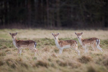deer in the woods bambi young shropshire 