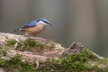 Nuthatch posing on moss branch in woodlands united kingdom