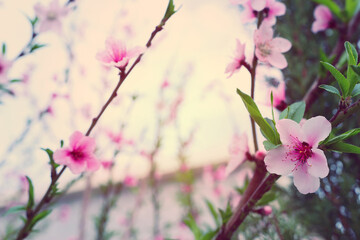 Obraz premium background of spring blossom tree. selective focus