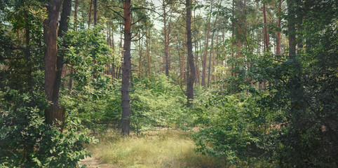 Mixed forest in a summer day. Nature background. © olenaari