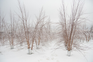 Fototapeta na wymiar Mystical birch trees growing in a nursery for landscape stock 