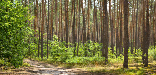 Fototapeta na wymiar Wood of coniferous trees in a summer day. Nature background. 