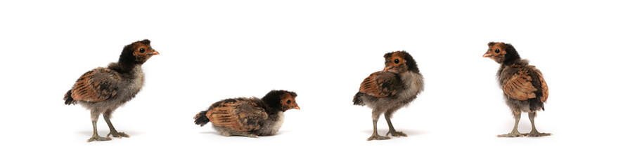 Isolated Cute black brown baby Appenzeller Chicks set on the row on white clear background studio light.