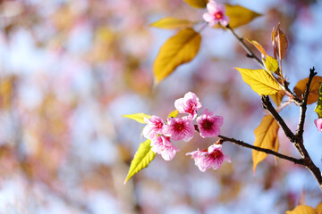 Beautiful pink cherry blossoms or Wild Himalayan cherry (Prunus cerasoides) flowers in blue sky.