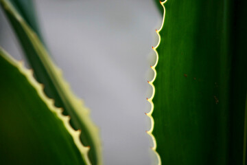 Leaves Tropical forest trees texture background wallpaper