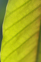 Leaves Tropical forest trees texture background wallpaper