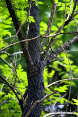 Leaves Tropical forest trees texture background wallpaper