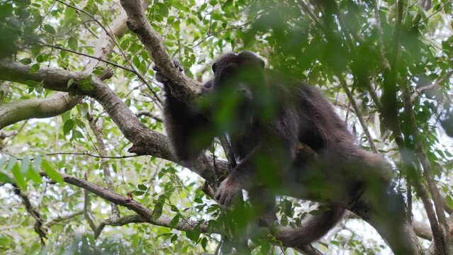 Near threatened species, male black howler, alouatta caraya slouching on tree branch in the jungle surrounded by beautiful green foliage at pantanal conservation area.