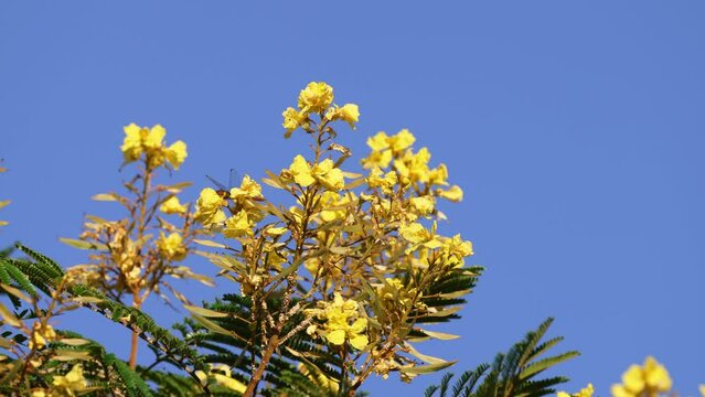 Little bees fly around beautiful blooming yellow poinciana, peltophorum dubium, suck up nectar from the flowers, carryout the pollination process.