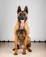 Belgian Malinois shepard studio portrait. Protective dog isolated on the neutral backdrop. Pets...