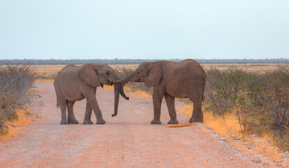 Two elephants facing each other greet - African elephant moving in Ethosa National Park Namibia on...