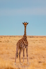 Giraffe walking in yellow grass on the Ethosa national park, Namibia
