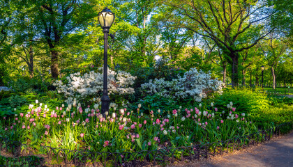 Central Park in spring with street lamp - obrazy, fototapety, plakaty