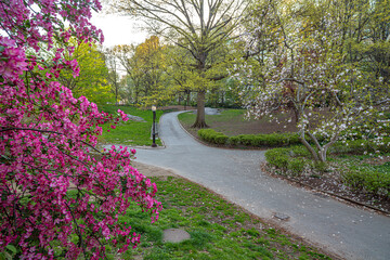 Central Park in spring with cherry trees