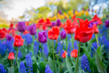 Shakespeare Garden in Central Park Tulips in spring