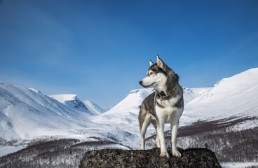 dog walks in the mountains