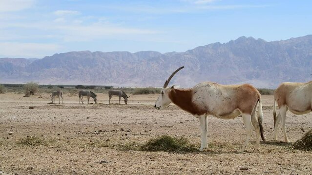 Herds of antelope scimitar horn and rare species of Somali donkey in nature reserve of the Middle East