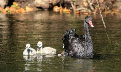 A black swan's family