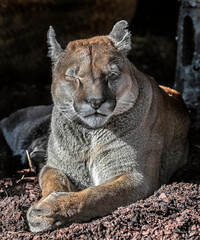 Cougar at rest in its enclosure. Latin name - Puma concolor	